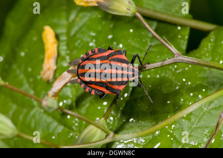 Un bouclier-bug, Graphosoma italicum ; France. Banque D'Images