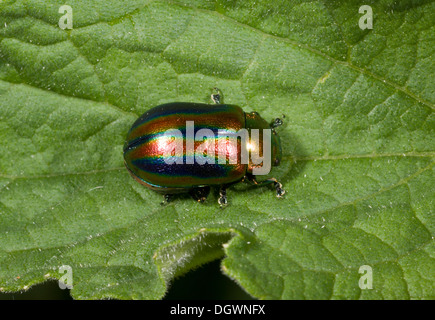 La chrysomèle du Rainbow / Snowdon Beetle, Chrysolina cerealis - une belle la chrysomèle du bar rayé, très rare au Royaume-Uni. Banque D'Images