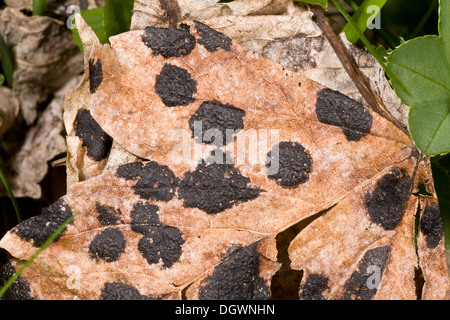 La tache goudronneuse, champignon Rhytisma acerinum sur feuille de platane. Banque D'Images