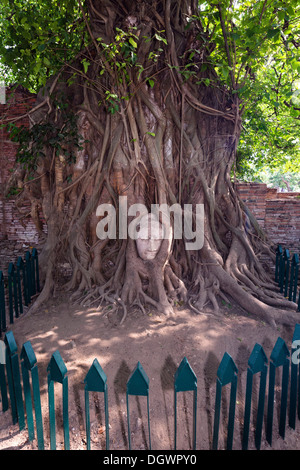 Tête de grès d'une statue de Bouddha, couvert par un Strangler Fig (Ficus religiosa), Wat Phra Mahathat, Ayutthaya, Thaïlande, Asie Banque D'Images