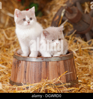 British Shorthair Chats, chatons, 10 semaines, lilas blanc |Britische, Kurzhaarkatzen Kaetzchen, 10 Wochen, lilas blanc Banque D'Images