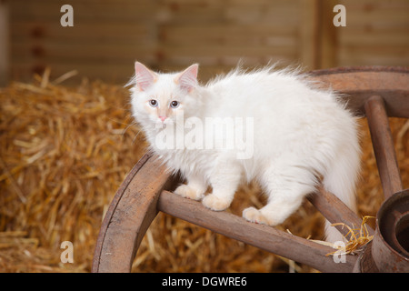 Neva Masquarade, chaton, 4 mois, une roue |Neva Masquarade, Kaetzchen, 4 Monate, Wagenrad Banque D'Images