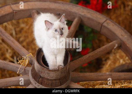 Neva Masquarade, chaton, 4 mois, une roue |Neva Masquarade, Kaetzchen, 4 Monate, Wagenrad Banque D'Images