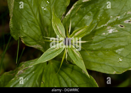 Paris, Paris quadrifolia plante en fleurs. Banque D'Images