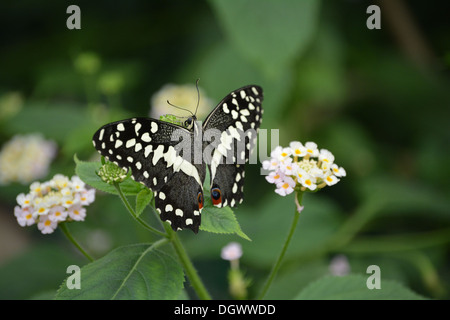 Beau papillon citron vert, reposant sur une fleur blanche. Banque D'Images