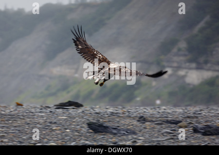 Gros plan aigle à tête blanche immature en vol le long de la côte de l'alaska Banque D'Images