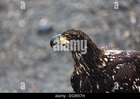 Gros plan tête d'aigle chauve immature avec bec noir Banque D'Images