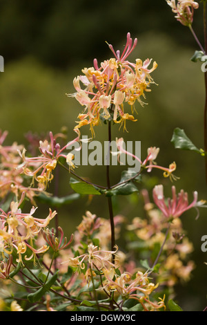 Chèvrefeuille étrusque, Lonicera etrusca en fleur, de l'Espagne. Fortement parfumée. Banque D'Images