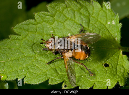 Une tachinaire parasite, Tachina fera ; les larves sont des parasites internes des chenilles. Banque D'Images