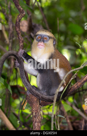 Singe Mona (Cercopithecus mona) dans un arbre. Banque D'Images