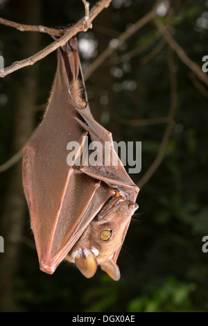 La chauve-souris de Franquet aux fruits (Epomops franqueti) accrochée dans un arbre, au Ghana. Banque D'Images