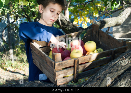 Les pommes dans une vieille caisse en bois sur l'arbre. L'image authentique de l'enfant Banque D'Images