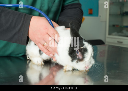 Lapin dans le bureau d'un vétérinaire. Lapin blanc et noir Banque D'Images