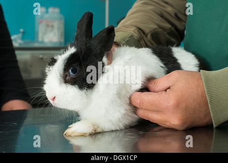 Lapin dans le bureau d'un vétérinaire. Lapin blanc et noir Banque D'Images