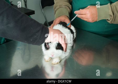 Lapin dans le bureau d'un vétérinaire. Lapin blanc et noir Banque D'Images