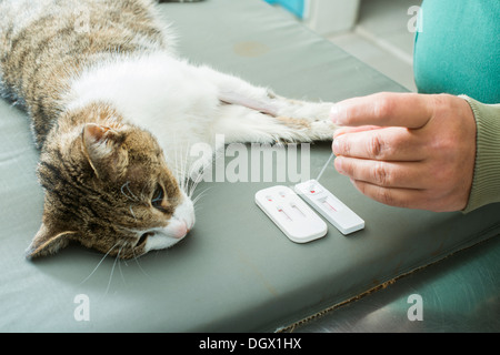 Test sanguin vétérinaires. Chat dans vetrinary Banque D'Images