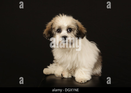 Portrait d'un adorable ours en peluche chiot (a/k/a Zuchon, combinaison de Shih-Tzu et Bichon Frise races), New York, USA Banque D'Images