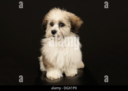 Portrait d'un adorable ours en peluche chiot (a/k/a Zuchon, combinaison de Shih-Tzu et Bichon Frise races), New York, USA Banque D'Images