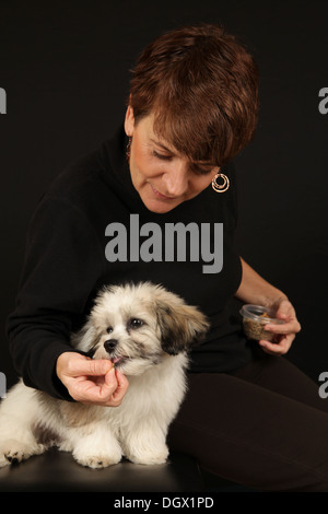 Portrait d'un adorable ours en peluche chiot (a/k/a Zuchon, un Shih-Tzu et Bichon Frise mix) et entraîneur de chien, New York, USA Banque D'Images