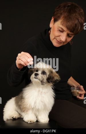 Portrait d'un adorable ours en peluche chiot (a/k/a Zuchon, un Shih-Tzu et Bichon Frise mix) et entraîneur de chien, New York, USA Banque D'Images