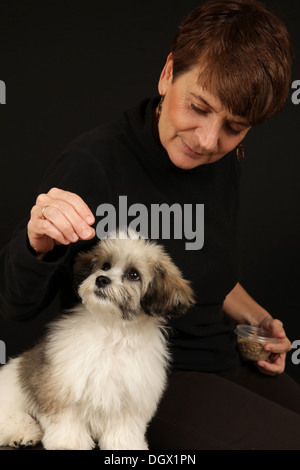 Portrait d'un adorable ours en peluche chiot (a/k/a Zuchon, un Shih-Tzu et Bichon Frise mix) et entraîneur de chien, New York, USA Banque D'Images