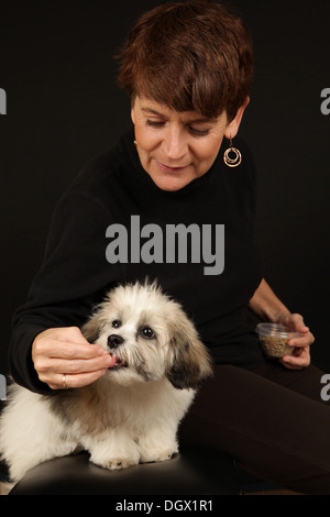 Portrait d'un adorable ours en peluche chiot (a/k/a Zuchon, un Shih-Tzu et Bichon Frise mix) et entraîneur de chien, New York, USA Banque D'Images