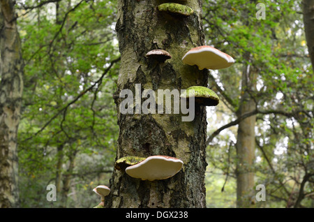 Champignons poussant sur le support Silver Birch Tree Trunk Banque D'Images