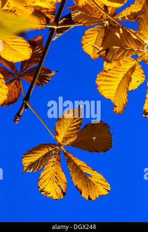 Marronnier (Aesculus hippocastanum) feuille . Les feuilles d'automne, couleur Banque D'Images