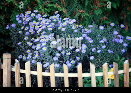 Aster fleurit en automne, clôture de jardin Michaelmas pâqueries Banque D'Images