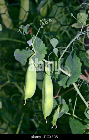 Les gousses de pois sur une plante en croissance, le pois (Pisum sativum) Banque D'Images