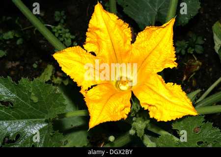 Courgettes ou fleur de courgette (Cucurbita pepo ssp. pepo convar. giromontiina) Banque D'Images