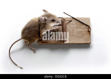 Maison morte de la souris (Mus musculus) dans une souricière, Munich, Haute-Bavière, Bavière, Allemagne Banque D'Images