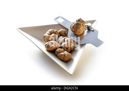 Alba blanc truffes dans un plat en porcelaine avec une truffe slicer, Allemagne Banque D'Images