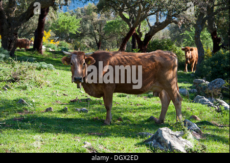 Vaches dans une forêt de chêne liège, les montagnes de Madonie, Geraci Siculo, Sicile, Italie, Europe Banque D'Images