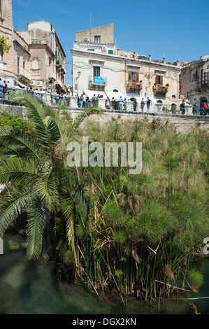 Font de l'Arethusa avec papyrus, Syracuse, Syracuse, Ortigia, l'île d'Ortygie, Sicile, Italie, Europe Banque D'Images