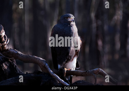 Un aigle royal assis sur une branche. Banque D'Images