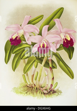 Orchidées, Cattleya Loelia Blesensis - par John N. Fitch, 1897 Banque D'Images