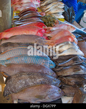 Le poisson frais sur le marché aux poissons de Maputo Banque D'Images