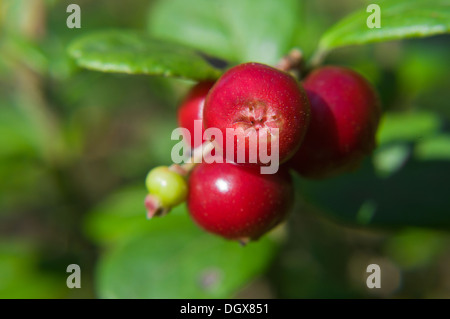 Foxberry - faible arbuste de grand nord les régions tempérées d'Europe et d'Asie et d'Amérique rouge portant baies comestibles. Banque D'Images