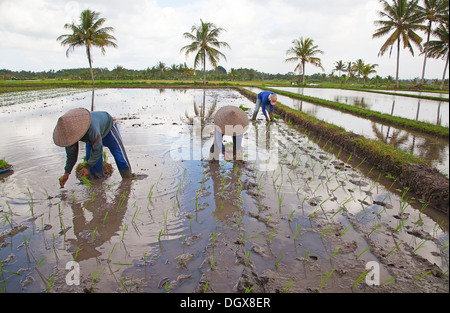 Champs de riz, préparé pour le riz. Bali, Indonésie Banque D'Images
