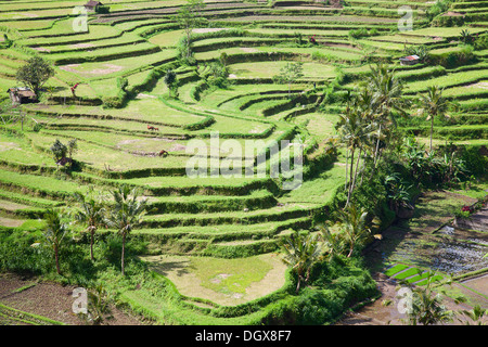 Champs de riz, préparé pour le riz. Bali, Indonésie Banque D'Images