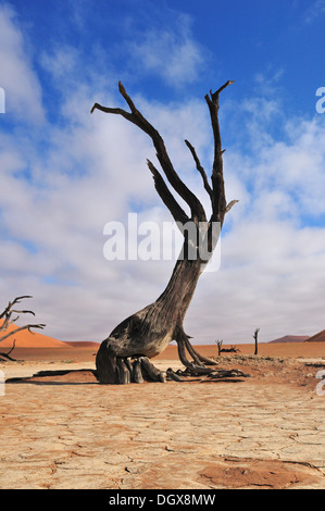 Lonely tree un squelette à Deadvlei près de Sossusvlei, Namibie Banque D'Images