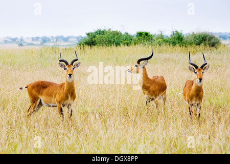 Groupe de kobs ougandais (Kobus kob thomasi), bucks debout dans la savane près du canal de Kazinga, Parc national Queen Elizabeth Banque D'Images