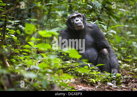 La recherche sur la communication animale avec un groupe d'habitués, les chimpanzés (Pan troglodytes chimpanzé commun), dans la Budongo Banque D'Images