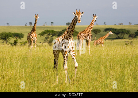 Rothschild ougandais ou girafes (Giraffa camelopardalis), sous-espèce en voie de disparition, dans la savane de la Murchison Banque D'Images