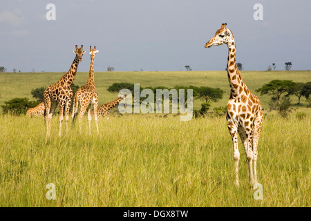 Rothschild ougandais ou girafes (Giraffa camelopardalis), sous-espèce en voie de disparition, dans la savane de la Murchison Banque D'Images