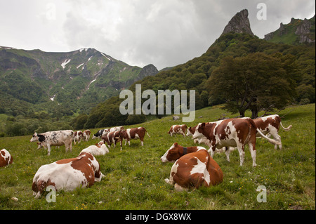 Le pâturage du bétail dans les hauts pâturages en Auvergne, Vallée de Chaudefour réserve. La France. Banque D'Images