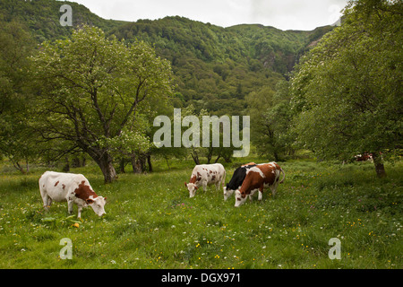 Le pâturage du bétail dans les hauts pâturages en Auvergne, Vallée de Chaudefour réserve. La France. Banque D'Images