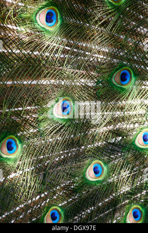 Paons indiens ou des paons bleus (Pavo cristatus), Peacock, détail du plumage, Zürich, Suisse Banque D'Images