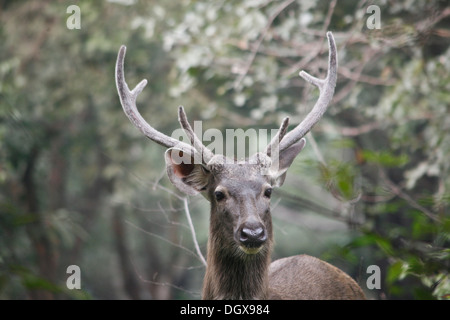 Cerfs Sambar (Rusa unicolor), STAG, le parc national de Ranthambore, Sawai Madhopur Distrikt, Rajasthan, Inde Banque D'Images